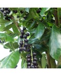 Лавровишня лікарська Новіта | Prunus laurocerasus Novita | Лавровишня лекарственная Новита